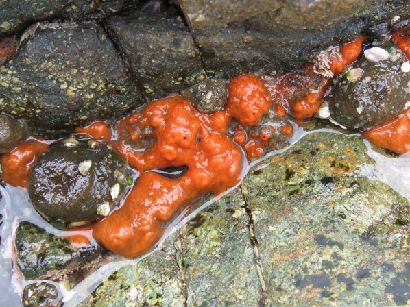 바위에 붙어있는 모습